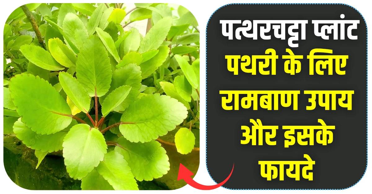 पत्थरचट्टा प्लांट पथरी के लिए रामबाण उपाय और जाने इसके 5 फायदे