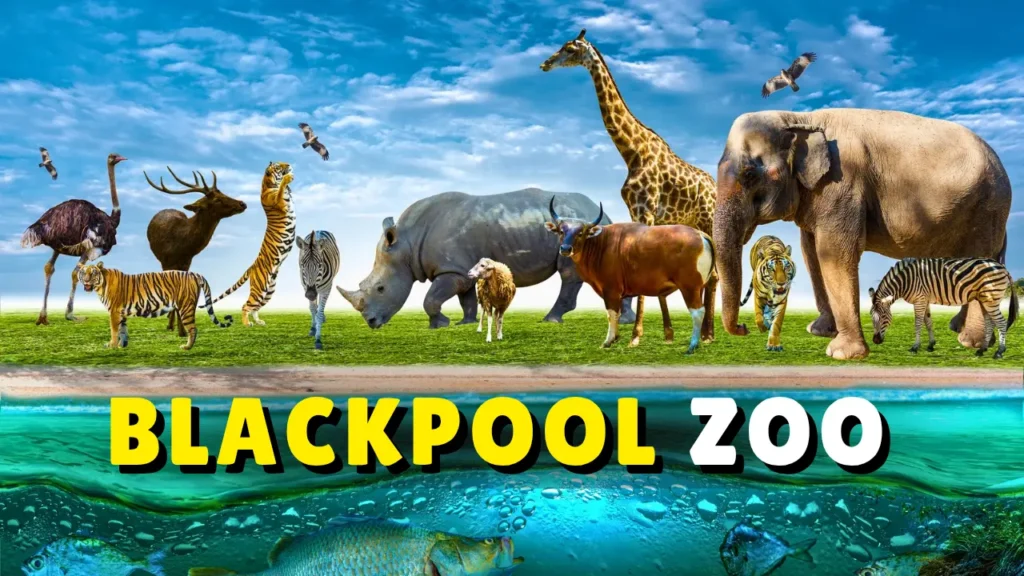 What is Blackpool Zoo? Latest News and More 7 What is Blackpool Zoo Latest News and More