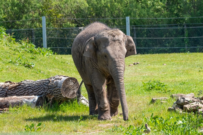 What is Blackpool Zoo? Latest News and More 1 image 370
