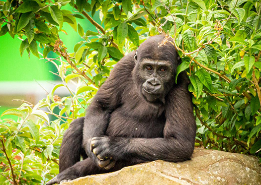 What is Blackpool Zoo? Latest News and More 4 Conservation at the Core of What Blackpool Zoo Does
