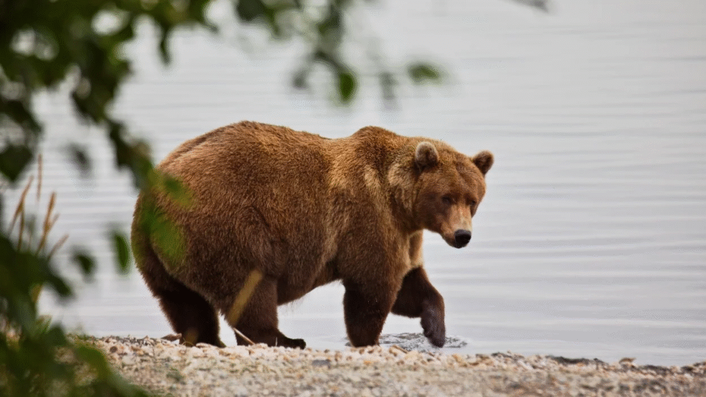 Cast Your Vote: Fat Bear Week Voting 2025 is Here! 1 image 20