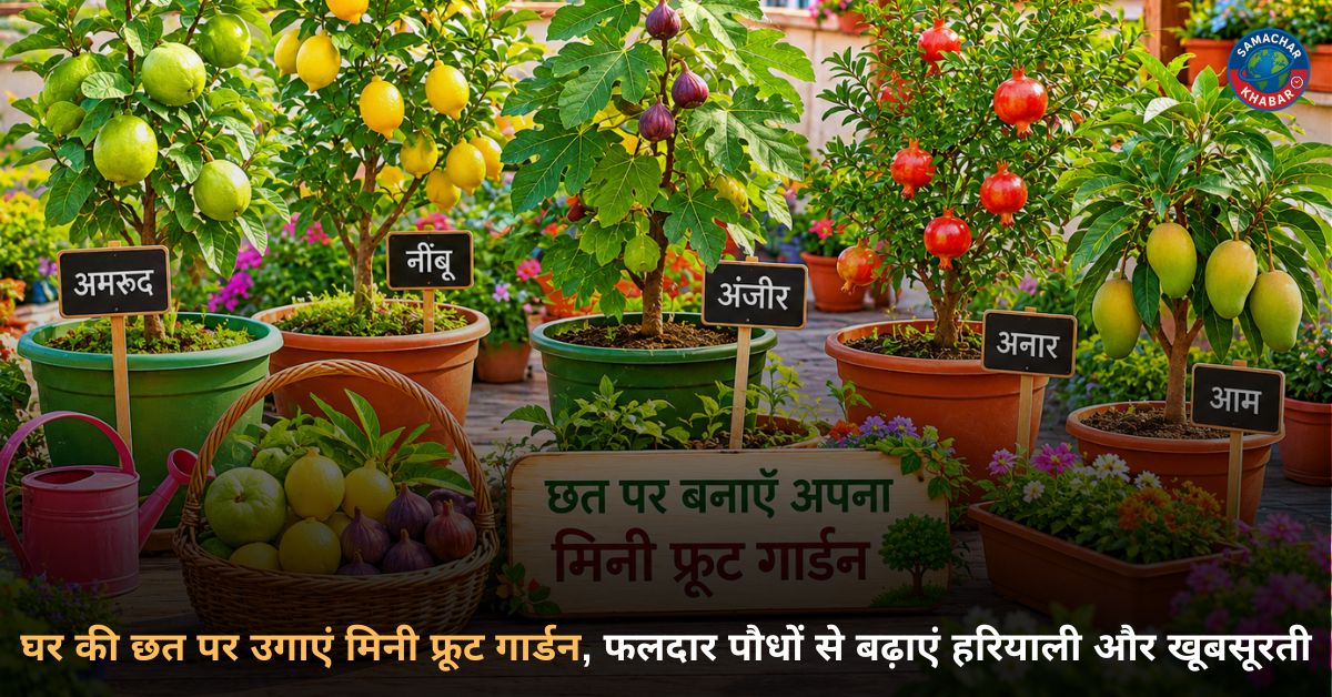 घर की छत पर उगाएं मिनी फ्रूट गार्डन, फलदार पौधों से बढ़ाएं हरियाली और खूबसूरती